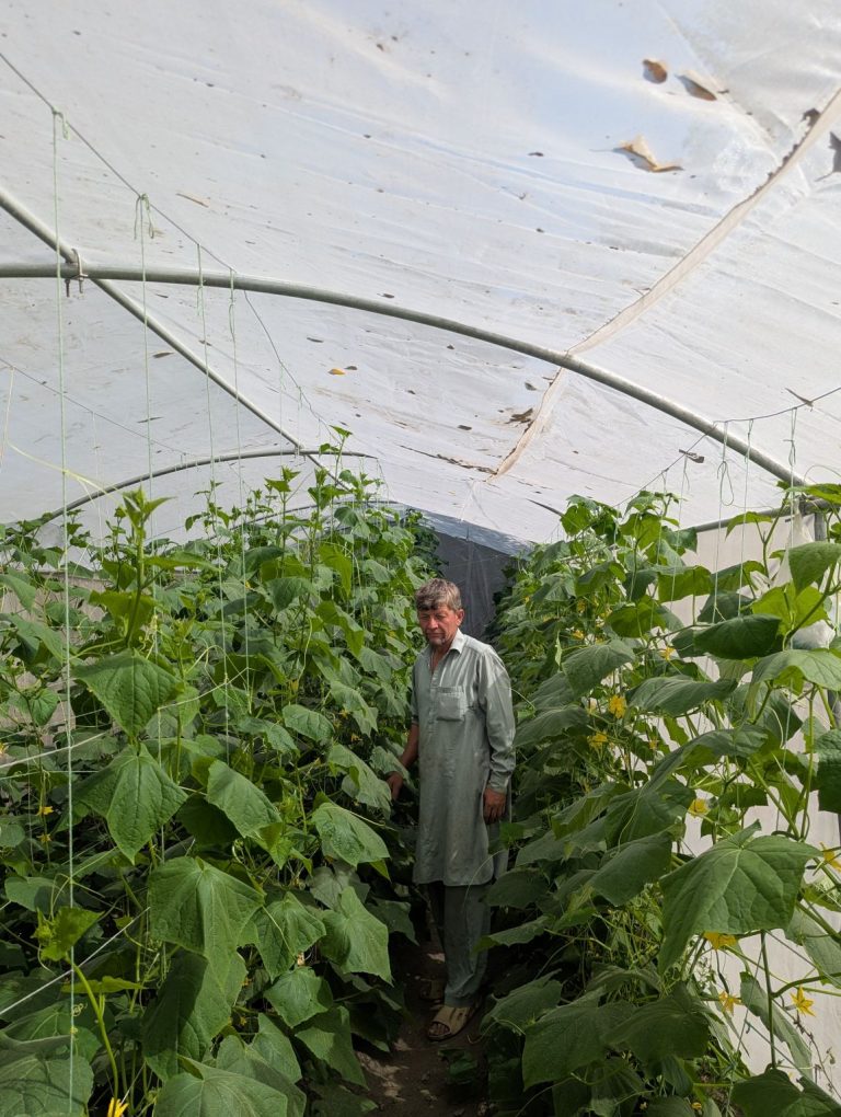 Women-Led Change in Drosh-II: Climate-Smart Tunnel Farming